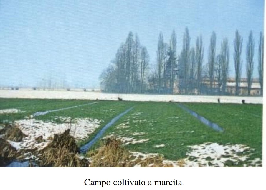 Campo coltivato a marcita